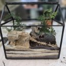 원예 테라리움 이미지