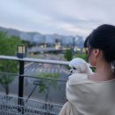 홈즈펫타운 이미지