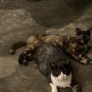 제주애락 이미지