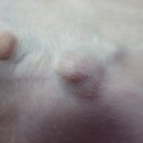 다래 동물병원 이미지