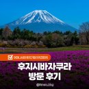 서11-401 | 후지산 후지시바자쿠라 축제 후기 셔틀버스 입장권 정보 가와구치코 가볼만한곳