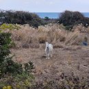 여정밥상 | 제주 올레길 18코스 트레킹 역주행 후기 (3일간의 63km여정)