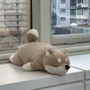강남엔터치과 이미지