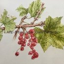 예쁜 꽃그리기(보테니컬아트) 이미지
