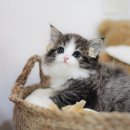 수원고양이분양 나비캣 이미지