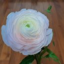 플로라제이 이미지