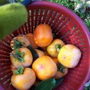 손가네농장 이미지