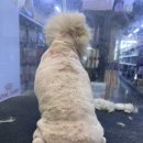 펫마트 강아지 논산점 이미지