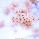 시청별관앞 꽃보라동산 이미지