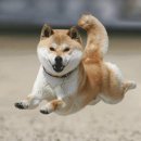 막 드루와 이미지