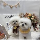 아지묭실 이미지