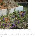 다시 보는 '설문동 선산에서의 이장' 이미지