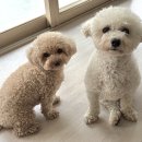 GROOMING 107 이미지