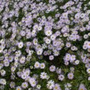 쑥부쟁이 이미지