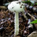 흰주머니광대버섯 Amanita oberwinkleriana Zhu L. Yang &amp; Yoshim. Doi 이미지