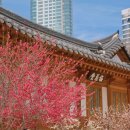 우각로15번길 28 | 봉은사 홍매화 포인트 6곳 서울 홍매화 명소 3월 봄 꽃 구경 가볼만한 곳