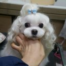 느낌it개 이미지