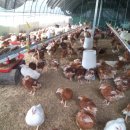 구구농장 이미지