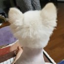 살롱드댕댕 이미지