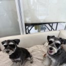 그루밍 호찌 이미지