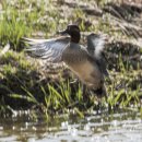 오리 날다 이미지