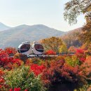 경안천벚길 어린이공원 | 경기도 광주 곤지암 화담숲 단풍 상황 실시간 스탬프투어 기념품