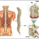 척수(脊髓 : spinal cord) 이미지