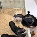 마리앤쥬 이미지