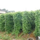 여주-0721 이미지