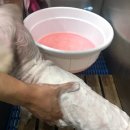 계룡애견 이미지