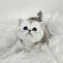 수원고양이분양 드림캣 안심분양센터 이미지