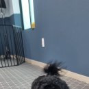 개나리 애견유치원 이미지