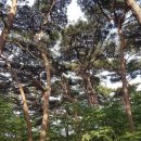 소나무숲 - 강릉시 독송길110번길 34 | 소나무숲