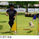 멍멍슈퍼 네이버블로그