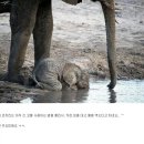아기코끼리 이미지