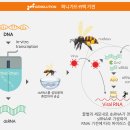 [국내] 꿀벌에 먹이는 낭충봉아부패병 유전자 치료제, 세계 최초로 품목허가 이미지