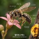 창이가 들려주는 지구이야기 | Ep57 생명의 탄생과 진화 (40): 백악기의 무척추동물인공지능이 들려주는 과학이야기