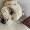 루원 센트럴 동물의료센터 이미지