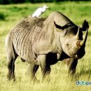 코뿔소 이미지