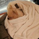 댕댕이꼬양 | 마포애견동반식당 한강바베큐 와이키키마켓 큐브석