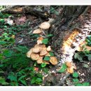 지산목장 이미지