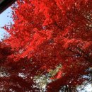 밤머리재홍단풍거리 이미지