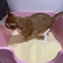 그랜드마스터카 | [고양이 모래] 한고연 아메리칸솔루션 그랜드마스터 옵티멈 카사바 고양이 모래 후기🐈