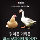 거위