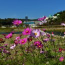 장성 노란꽃 축제 이미지