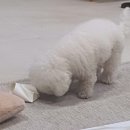 러브썸퍼피