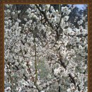 매실향기 이미지