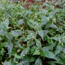 전주이씨 희령군파 묘역 이미지