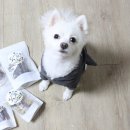 예삐네 착한 수제간식 | 애견 수제간식 예삐네착한수제간식 주문 후기