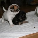 치와와 둥지 이미지